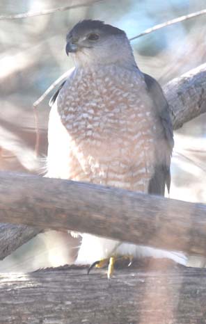 Welcome home Rufous
